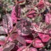 Ruby Parfait Loropetalum (Fringe Flower) - 1 Gallon Pot