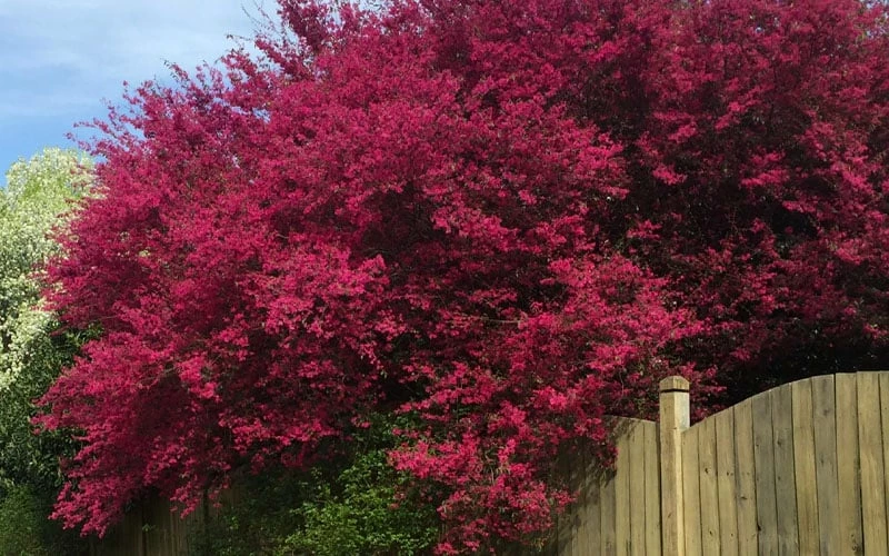 Zhuzhou Loropetalum (Chinese Fringeflower) - 7 Gallon Pot 8 Zhuzhou Loropetalum (Chinese Fringeflower) - 7 Gallon Pot - Image 8
