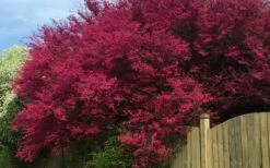 Zhuzhou Loropetalum (Chinese Fringeflower) - 3 Gallon Pot -Wilson Bros Gardens Shop loropetalum chinense zhu zhou 100