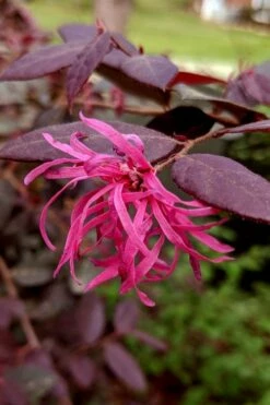 Zhuzhou Loropetalum (Chinese Fringeflower) - 3 Gallon Pot -Wilson Bros Gardens Shop loropetalum chinense zhu zhou 101