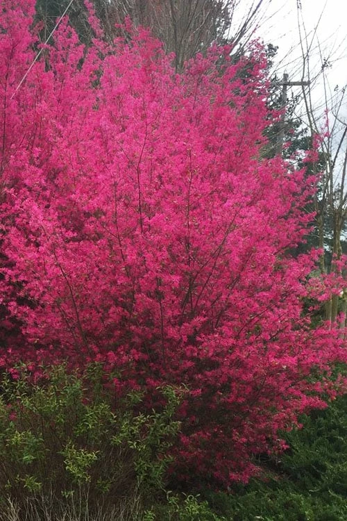 Zhuzhou Loropetalum (Chinese Fringeflower) - 7 Gallon Pot 1 Zhuzhou Loropetalum (Chinese Fringeflower) - 7 Gallon Pot
