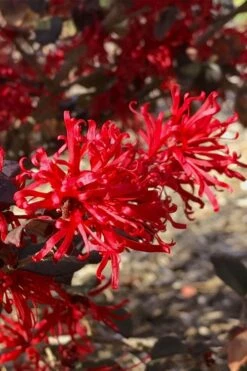 Ever Red Loropetalum (Chinese Fringeflower) - 2 Gallon Pot -Wilson Bros Gardens Shop loropetalum ever red 21