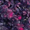Purple Daydream Dwarf Loropetalum - 2 Gallon Pot
