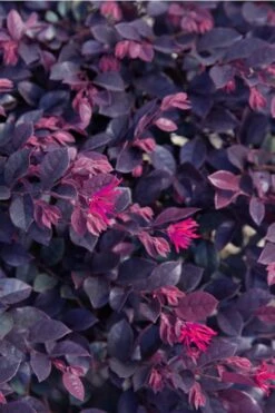 Purple Daydream Dwarf Loropetalum - 3 Gallon Pot -Wilson Bros Gardens Shop loropetalum purple daydream 21 2
