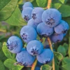 Blueberry 'Biloxi' (Vaccinium Darrowii)