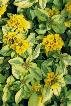 Waikiki Sunset Lysimachia - 5 Pack Of Quart Pots -Wilson Bros Gardens Shop lysimachia