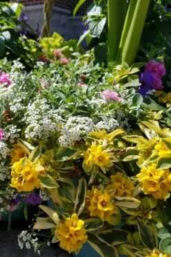 Waikiki Sunset Lysimachia - 5 Pack Of Quart Pots -Wilson Bros Gardens Shop lysimachia waikiki sunset 2