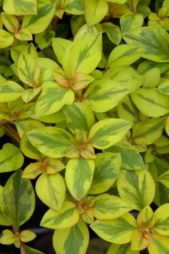 Waikiki Sunset Lysimachia - 5 Pack Of Quart Pots -Wilson Bros Gardens Shop lysimachia waikiki sunset 3