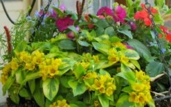 Waikiki Sunset Lysimachia - 5 Pack Of Quart Pots -Wilson Bros Gardens Shop lysimachia waikiki sunset 5