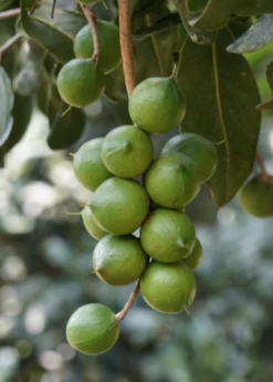 Macadamia 'Queen Anne' (Macadamia Integrifolia) -Wilson Bros Gardens Shop macadamianutfruittreeforsalesowexoticnursery 2