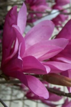 Ann Magnolia Tulip Tree - 2 Gallon Pot 17 Ann Magnolia Tulip Tree - 2 Gallon Pot -Wilson Bros Gardens Shop magnolia ann 30