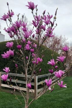 Ann Magnolia Tulip Tree - 3 Gallon Pot 12 Ann Magnolia Tulip Tree - 3 Gallon Pot -Wilson Bros Gardens Shop magnolia ann tulip tree 100 1