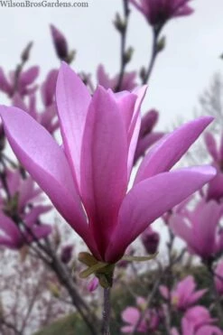 Ann Magnolia Tulip Tree - 3 Gallon Pot