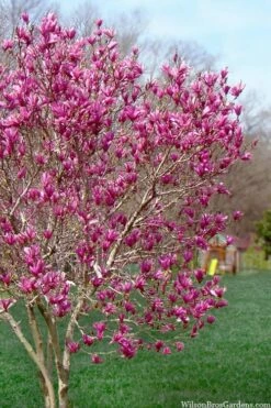Ann Magnolia Tulip Tree - 2 Gallon Pot 16 Ann Magnolia Tulip Tree - 2 Gallon Pot -Wilson Bros Gardens Shop magnolia ann tulip tree 105 2