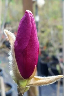 Betty Magnolia Tulip Tree - 1 Gallon Pot -Wilson Bros Gardens Shop magnolia betty 21