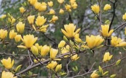 Butterflies Yellow Magnolia (Tulip Tree) - 7 Gallon Pot (6-7') -Wilson Bros Gardens Shop magnolia butterflies yellow tulip tree 3 2