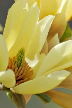 Butterflies Yellow Magnolia (Tulip Tree) - 7 Gallon Pot (6-7') -Wilson Bros Gardens Shop magnolia butterflies yellow tulip tree 5 2