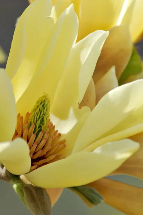 Butterflies Yellow Magnolia (Tulip Tree) - 3 Gallon Pot 6 Butterflies Yellow Magnolia (Tulip Tree) - 3 Gallon Pot - Image 6