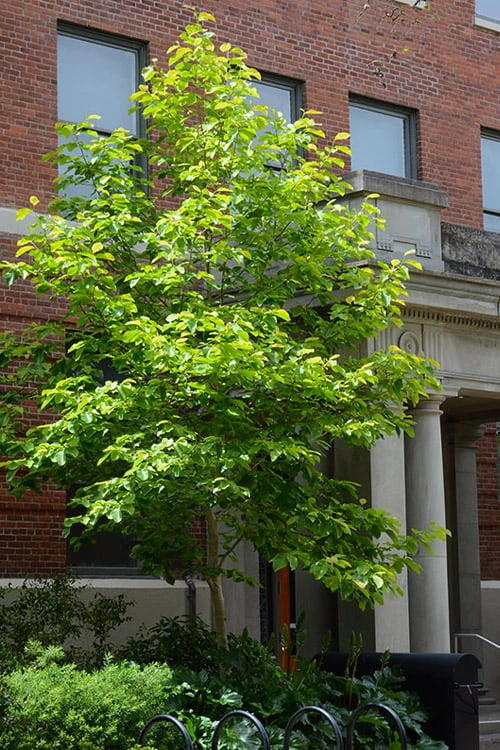 Butterflies Yellow Magnolia (Tulip Tree) - 1 Gallon Pot 5 Butterflies Yellow Magnolia (Tulip Tree) - 1 Gallon Pot - Image 5