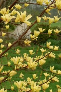 Butterflies Yellow Magnolia (Tulip Tree) - 3 Gallon Pot 11 Butterflies Yellow Magnolia (Tulip Tree) - 3 Gallon Pot -Wilson Bros Gardens Shop magnolia butterflies yellow tulip tree 8