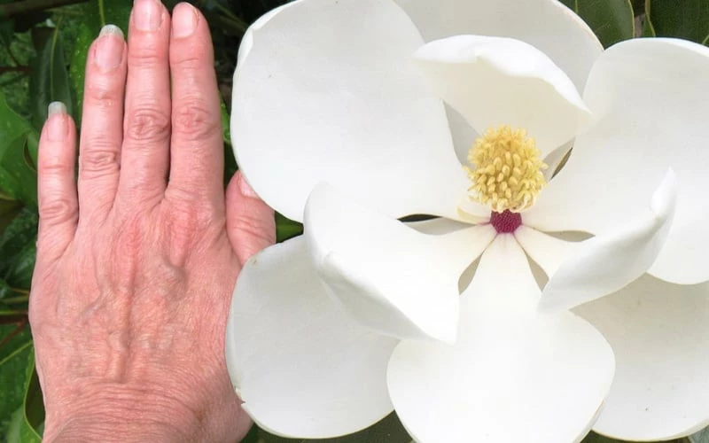 Edith Bogue Cold Hardy Evergreen Magnolia - 3 Gallon Pot (3-4') 5 Edith Bogue Cold Hardy Evergreen Magnolia - 3 Gallon Pot (3-4') - Image 5