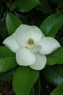 Edith Bogue Cold Hardy Evergreen Magnolia - 3 Gallon Pot (3-4') 13 Edith Bogue Cold Hardy Evergreen Magnolia - 3 Gallon Pot (3-4') -Wilson Bros Gardens Shop magnolia edith bogue 5