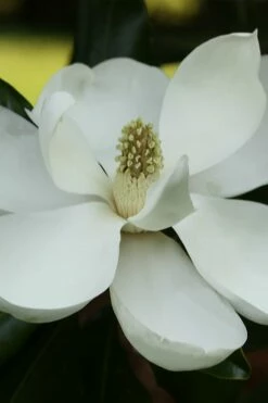 Edith Bogue Cold Hardy Evergreen Magnolia - 5 Gallon Pot 17 Edith Bogue Cold Hardy Evergreen Magnolia - 5 Gallon Pot -Wilson Bros Gardens Shop magnolia edith bogue 6 4