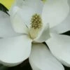 Edith Bogue Cold Hardy Evergreen Magnolia - 3 Gallon Pot (2-3')