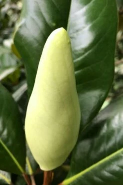 Edith Bogue Cold Hardy Evergreen Magnolia - 5 Gallon Pot 15 Edith Bogue Cold Hardy Evergreen Magnolia - 5 Gallon Pot -Wilson Bros Gardens Shop magnolia edith bogue bud 1 3