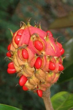 Edith Bogue Cold Hardy Evergreen Magnolia - 1 Gallon Pot -Wilson Bros Gardens Shop magnolia edith bogue fruit 1 2