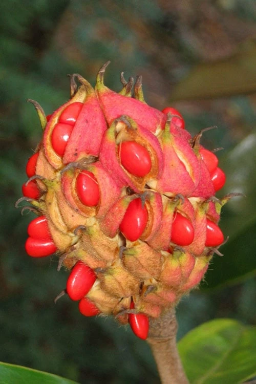 Edith Bogue Cold Hardy Evergreen Magnolia - 5 Gallon Pot 8 Edith Bogue Cold Hardy Evergreen Magnolia - 5 Gallon Pot - Image 8