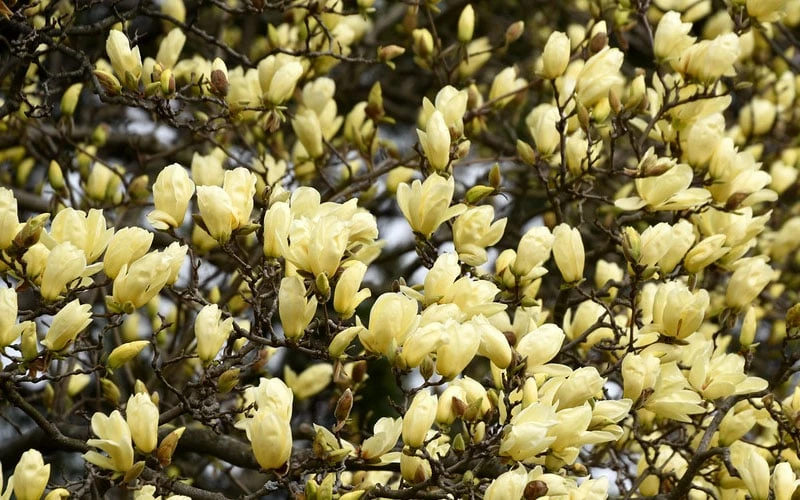 Elizabeth Magnolia (Tulip Tree) - 5 Gallon Pot 8 Elizabeth Magnolia (Tulip Tree) - 5 Gallon Pot - Image 8