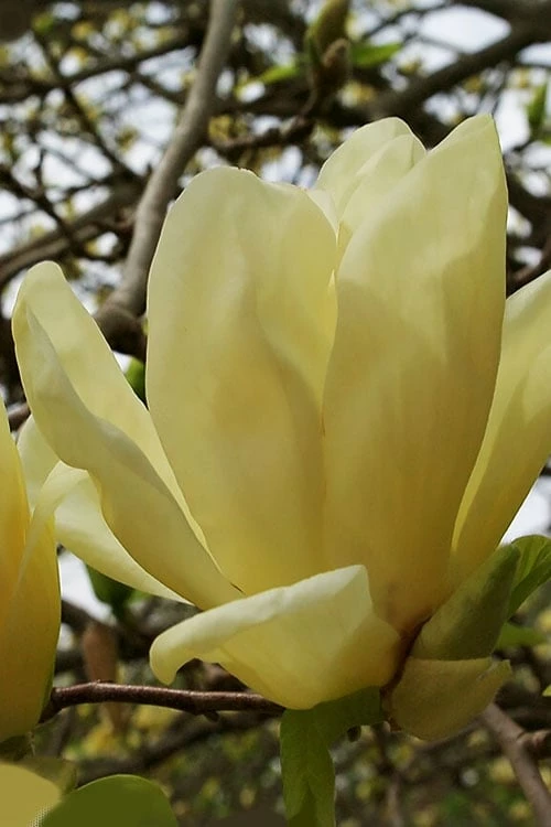 Elizabeth Magnolia (Tulip Tree) - 5 Gallon Pot 1 Elizabeth Magnolia (Tulip Tree) - 5 Gallon Pot