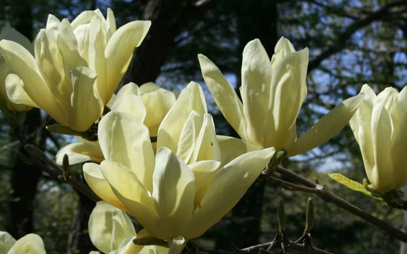 Elizabeth Magnolia (Tulip Tree) - 5 Gallon Pot 9 Elizabeth Magnolia (Tulip Tree) - 5 Gallon Pot - Image 9