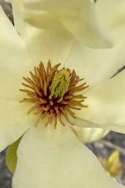 Elizabeth Magnolia (Tulip Tree) - 5 Gallon Pot 16 Elizabeth Magnolia (Tulip Tree) - 5 Gallon Pot -Wilson Bros Gardens Shop magnolia elizabeth 6