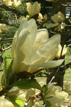 Elizabeth Magnolia (Tulip Tree) - 5 Gallon Pot 20 Elizabeth Magnolia (Tulip Tree) - 5 Gallon Pot -Wilson Bros Gardens Shop magnolia elizabeth 8