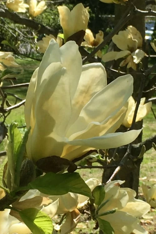 Elizabeth Magnolia (Tulip Tree) - 5 Gallon Pot 10 Elizabeth Magnolia (Tulip Tree) - 5 Gallon Pot - Image 10