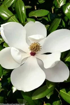 Greenback Southern Magnolia - 3 Gallon Pot 9 Greenback Southern Magnolia - 3 Gallon Pot -Wilson Bros Gardens Shop magnolia grandiflora mgtig greenback 2