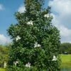 Greenback Southern Magnolia - 3 Gallon Pot