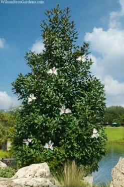 Greenback Southern Magnolia - 3 Gallon Pot