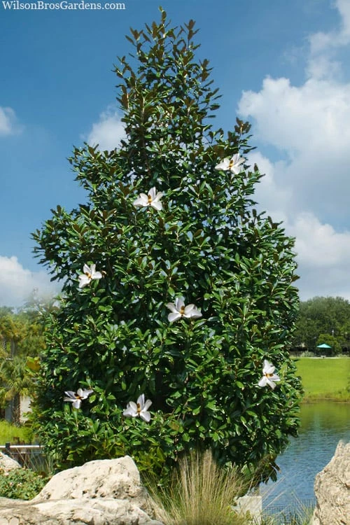 Greenback Southern Magnolia - 3 Gallon Pot 1 Greenback Southern Magnolia - 3 Gallon Pot