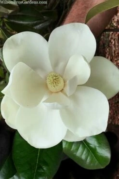 Southern Magnolia Tree (Single Trunk Tree Form) - 5 Gallon Pot -Wilson Bros Gardens Shop magnolia grandiflora southern magnolia 2 1