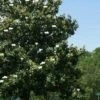 Southern Magnolia Tree (Single Trunk Tree Form) - 5 Gallon Pot