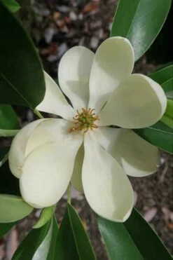 Green Shadow Sweetbay Magnolia Tree (Magnolia Virginiana) - 3 Gallon Pot (3-4')