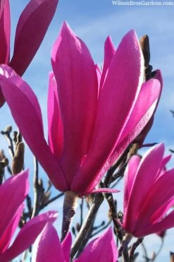 Jane Magnolia Tulip Tree - 3 Gallon Pot