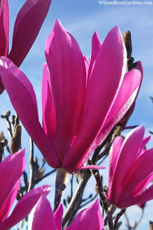 Jane Magnolia Tulip Tree - 5 Gallon Pot 1 Jane Magnolia Tulip Tree - 5 Gallon Pot