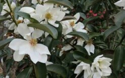 Eternal Spring Magnolia - 3 Gallon Pot -Wilson Bros Gardens Shop magnolia laevifolia x20m maudiae20 eternal spring 7