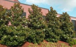 Little Gem Dwarf Southern Magnolia - 3 Gallon Pot (1.5-2.5') -Wilson Bros Gardens Shop magnolia little gem 11 1