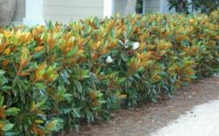 Little Gem Dwarf Southern Magnolia - 3 Gallon Pot (1.5-2.5') -Wilson Bros Gardens Shop magnolia little gem 12 1