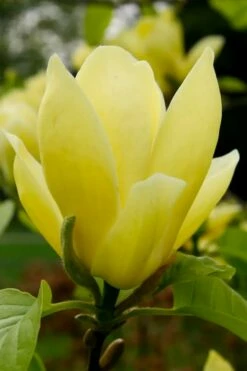 Lois Yellow Magnolia (Tulip Tree) - 7 Gallon Pot (5-6') 16 Lois Yellow Magnolia (Tulip Tree) - 7 Gallon Pot (5-6') -Wilson Bros Gardens Shop magnolia lois yellow tulip tree 1